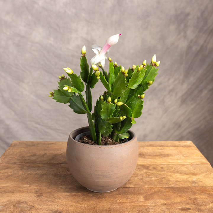 Kaktus bożonarodzeniowy | Szlumbergera | Schlumbergera
