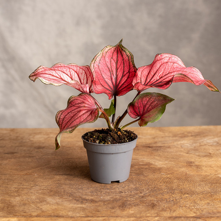 Kaladium dwubarwne | Caladium