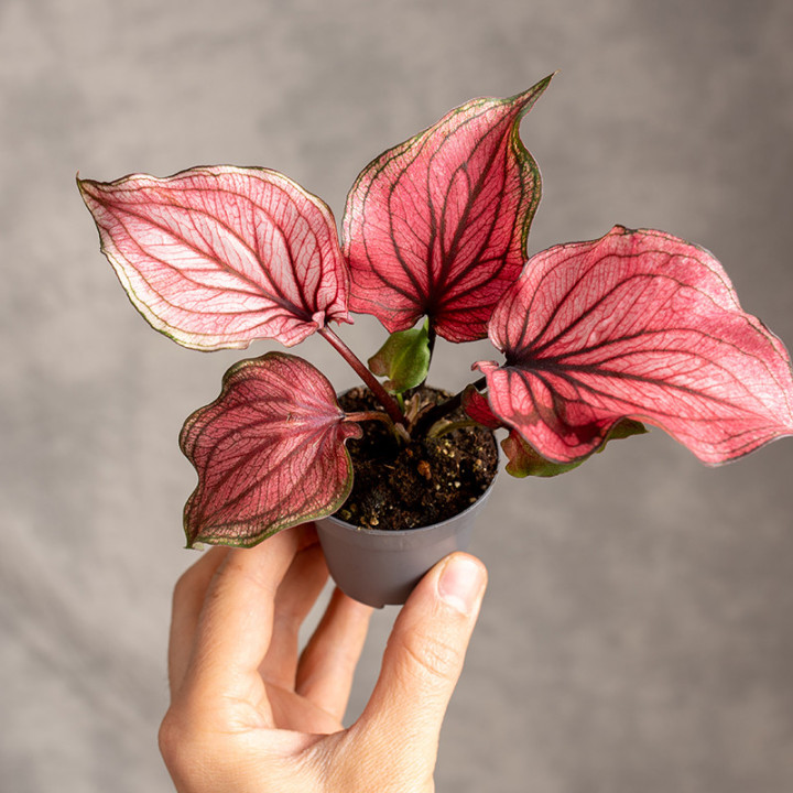 Kaladium dwubarwne | Caladium