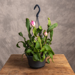 Epiphyllum guatemalense f. monstrosa | Tomaszewski