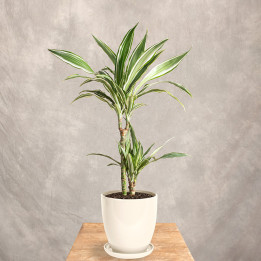 Dracena 'White Stripe' | Tomaszewski