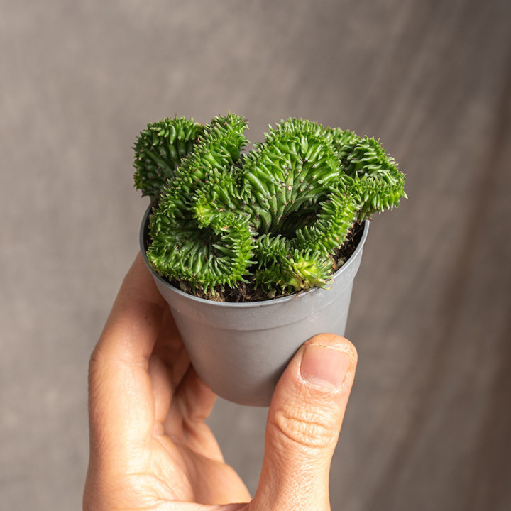 Euphorbia 'Cristata' | Tomaszewski