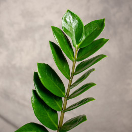 Zamiokulkas | Zamioculcas zamiifolia