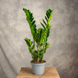 Zamiokulkas | Zamioculcas zamiifolia