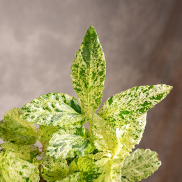 Pellionia repens 'Variegata'
