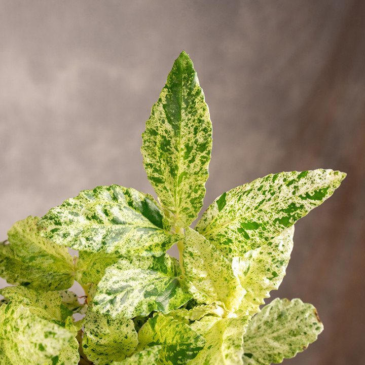 Pellionia repens 'Variegata'