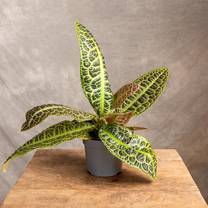 Labisia obtusifolia | Tomaszewski