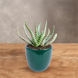 Aloes niski | Tomaszewski