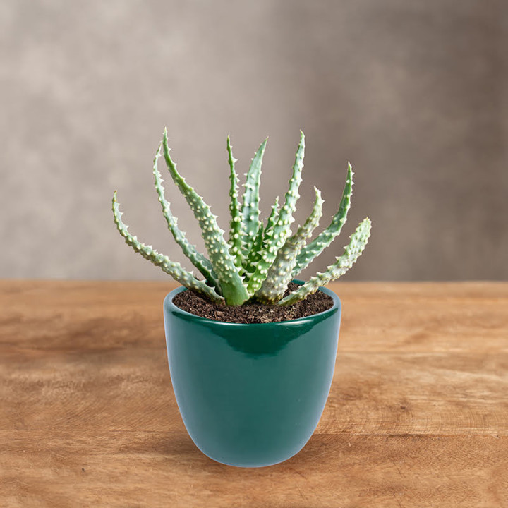 Aloes niski | Tomaszewski