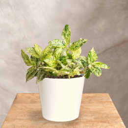 Pellionia repens 'Variegata'