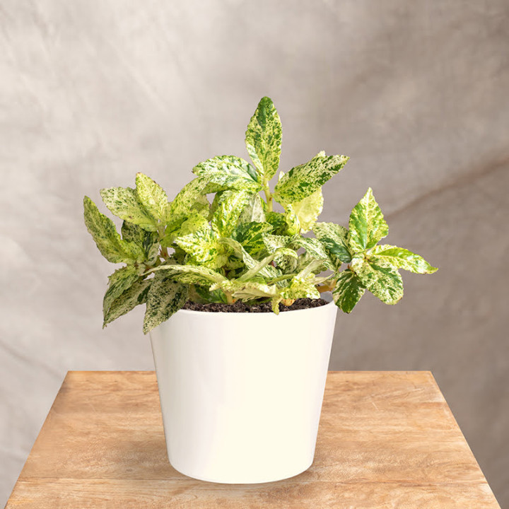 Pellionia repens 'Variegata'