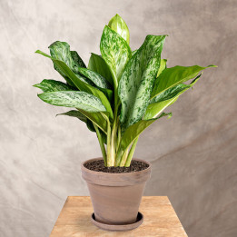 Aglonema 'Greenlight' | Tomaszewski