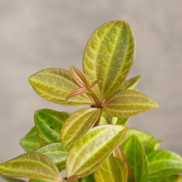 Peperomia 'Rocca Vivace' | Tomaszewski