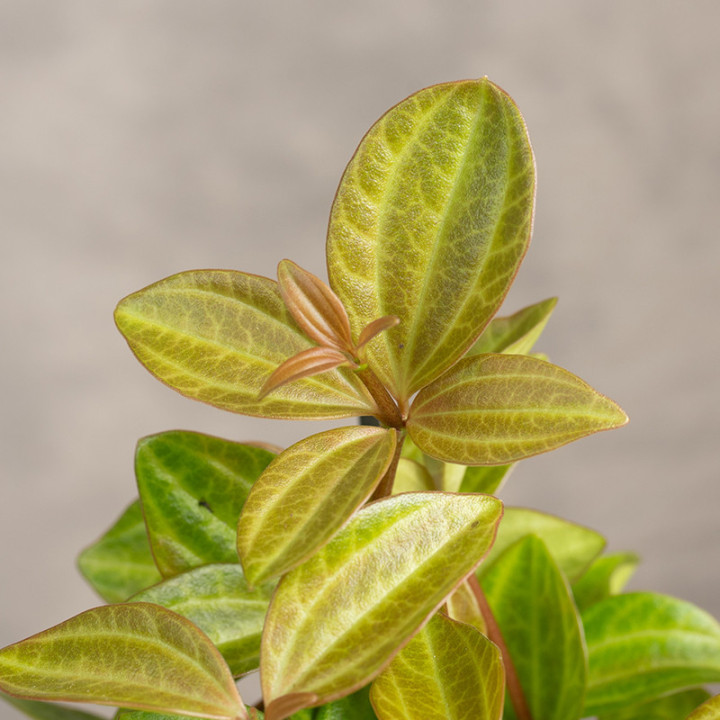Peperomia 'Rocca Vivace' | Tomaszewski