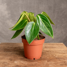 Peperomia 'Vanilla' | Tomaszewski
