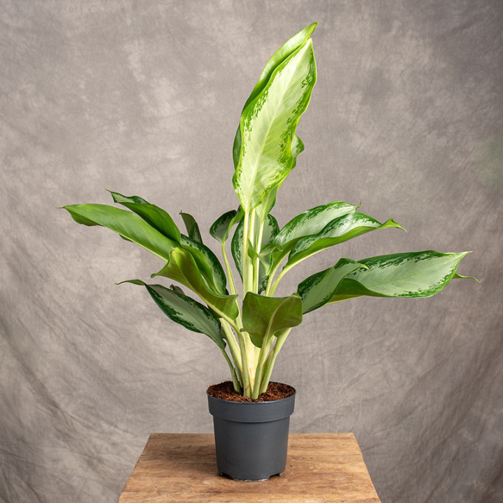 Aglonema 'Cleopatra' | Tomaszewski