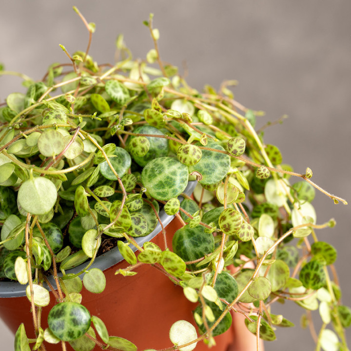 Peperomia prostrata 'Pepperspot' | Tomaszewski
