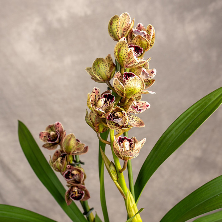 Storczyk Cymbidium 'Vogel's Magic' | Tomaszewski