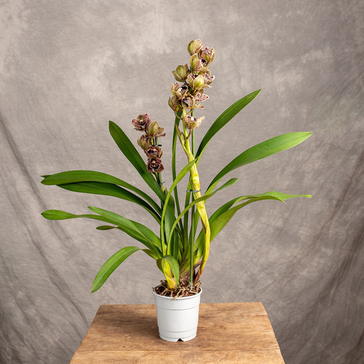 Storczyk Cymbidium 'Vogel's Magic' | Tomaszewski