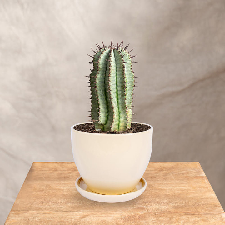 Euphorbia 'Horrida' | Tomaszewski