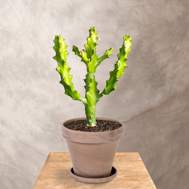 Euphorbia mayuranthanii | Tomaszewski