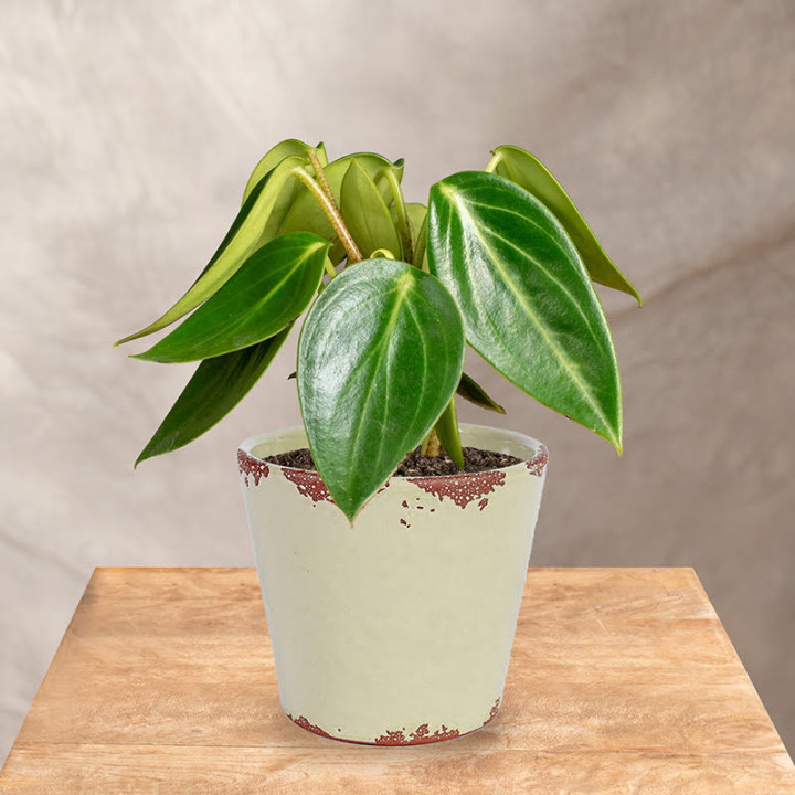 Peperomia 'Vanilla' | Tomaszewski