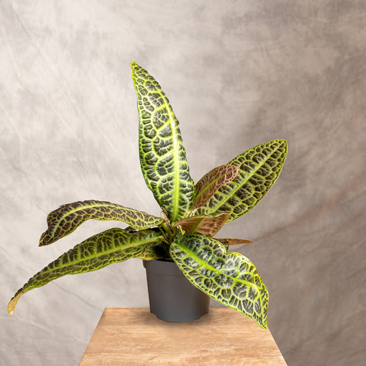 Labisia obtusifolia | Tomaszewski