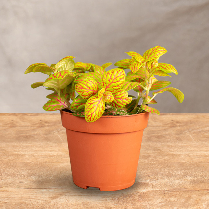Fitonia 'Mosaic Skeleton'
