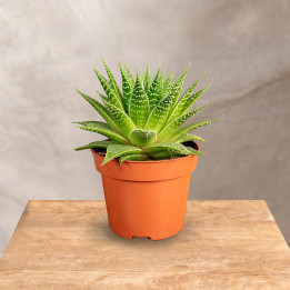 Aloes ościsty 'Gladiator Rock' | Tomaszewski