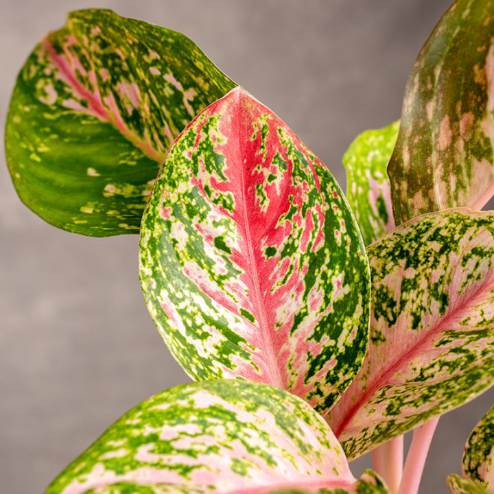 Aglaonema 'Dark Pink Star' | Tomaszewski