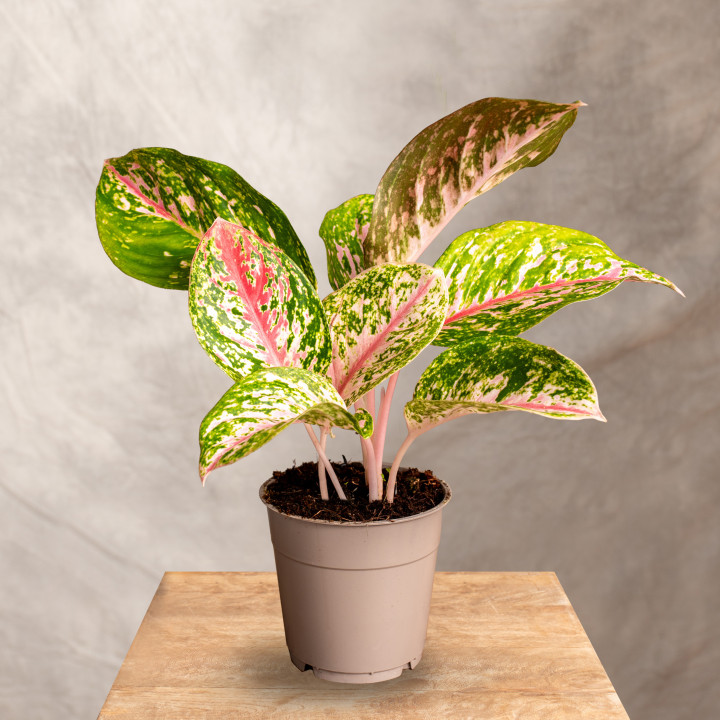 Aglaonema 'Dark Pink Star' | Tomaszewski
