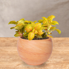 Fitonia 'Mosaic Skeleton'