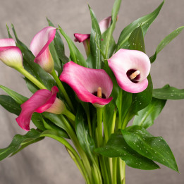 Zantedeschia 'Zazu' | Tomaszewski