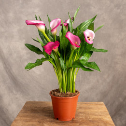 Zantedeschia 'Zazu' | Tomaszewski