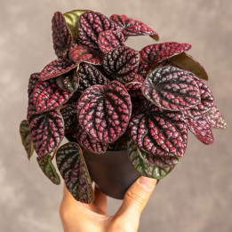 Peperomia 'Lucinda' | Tomaszewski