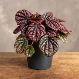 Peperomia 'Lucinda' | Tomaszewski
