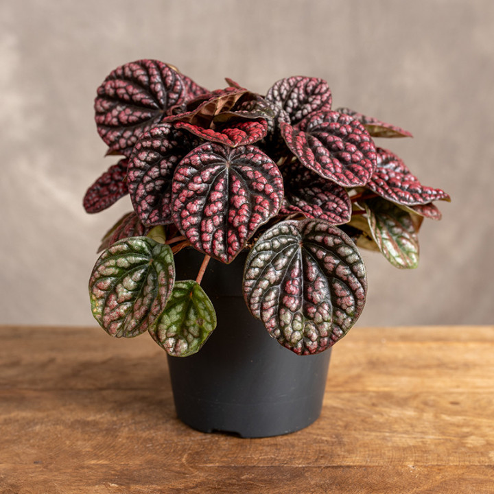 Peperomia 'Lucinda' | Tomaszewski