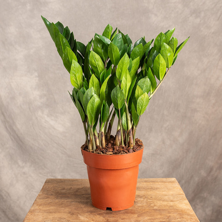 Zamiokulkas | Zamioculcas zamiifolia