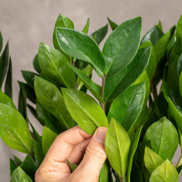 Zamiokulkas | Zamioculcas zamiifolia