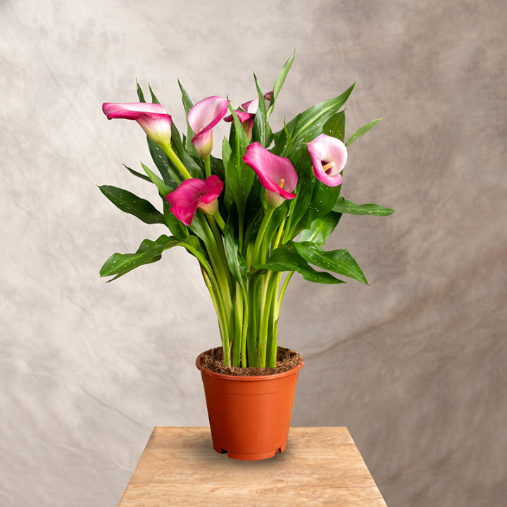 Zantedeschia 'Zazu' | Tomaszewski