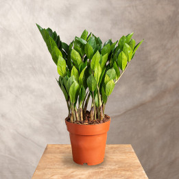 Zamiokulkas | Zamioculcas zamiifolia