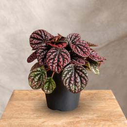 Peperomia 'Lucinda' | Tomaszewski