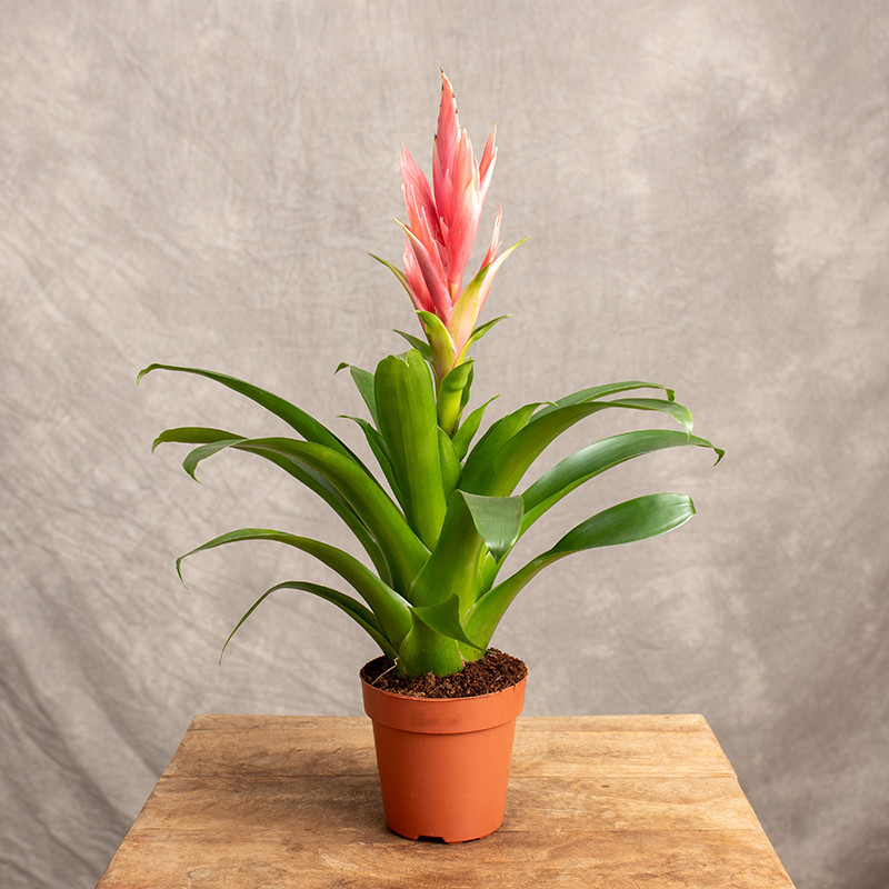 Tillandsia 'Ziva'