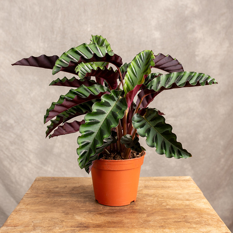 Kalatea 'Velvet Glory'