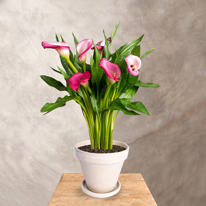 Zantedeschia 'Zazu' | Tomaszewski