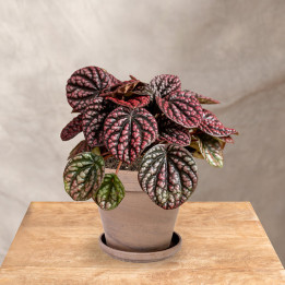 Peperomia 'Lucinda' | Tomaszewski