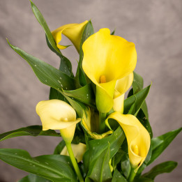 Zantedeschia 'Sunclub' | Tomaszewski