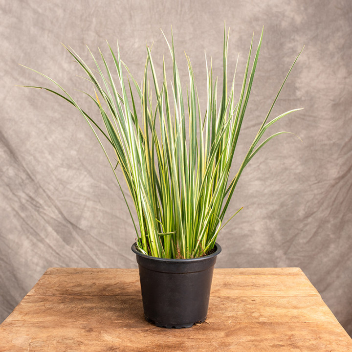 Lawenda wąskolistna | Lavandula angustifolia