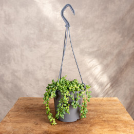 Senecio herreianus | Wiszące