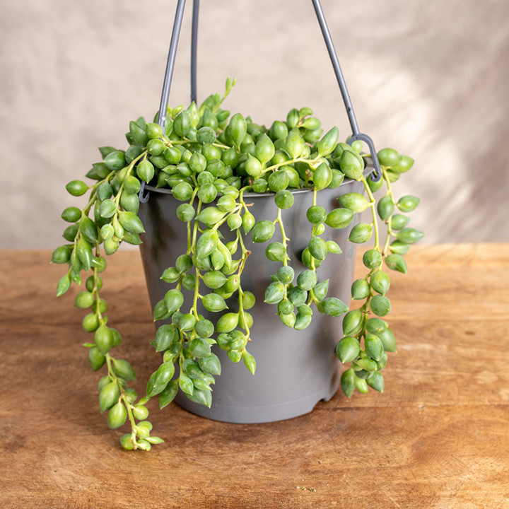 Senecio herreianus | Wiszące